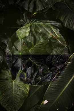 Photographie, Intruder III, Clint McDowell