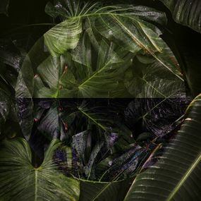 Photographie, Intruder III, Clint McDowell