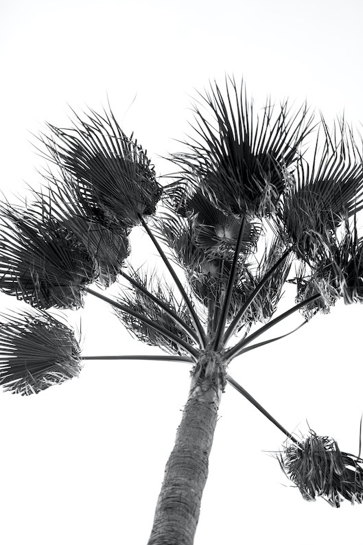 Teddy Marks, Palm Garden Studies II Teddy Marks, Palm Garden Studies II