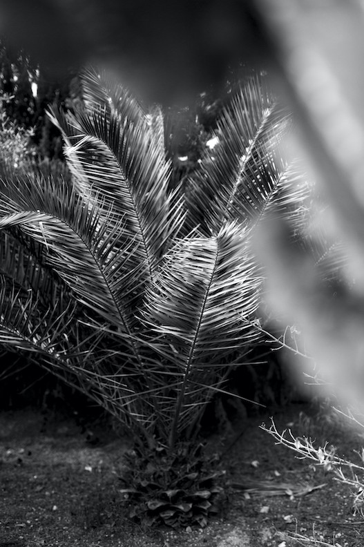 Teddy Marks, Palm Garden Studie Teddy Marks, Palm Garden Studie