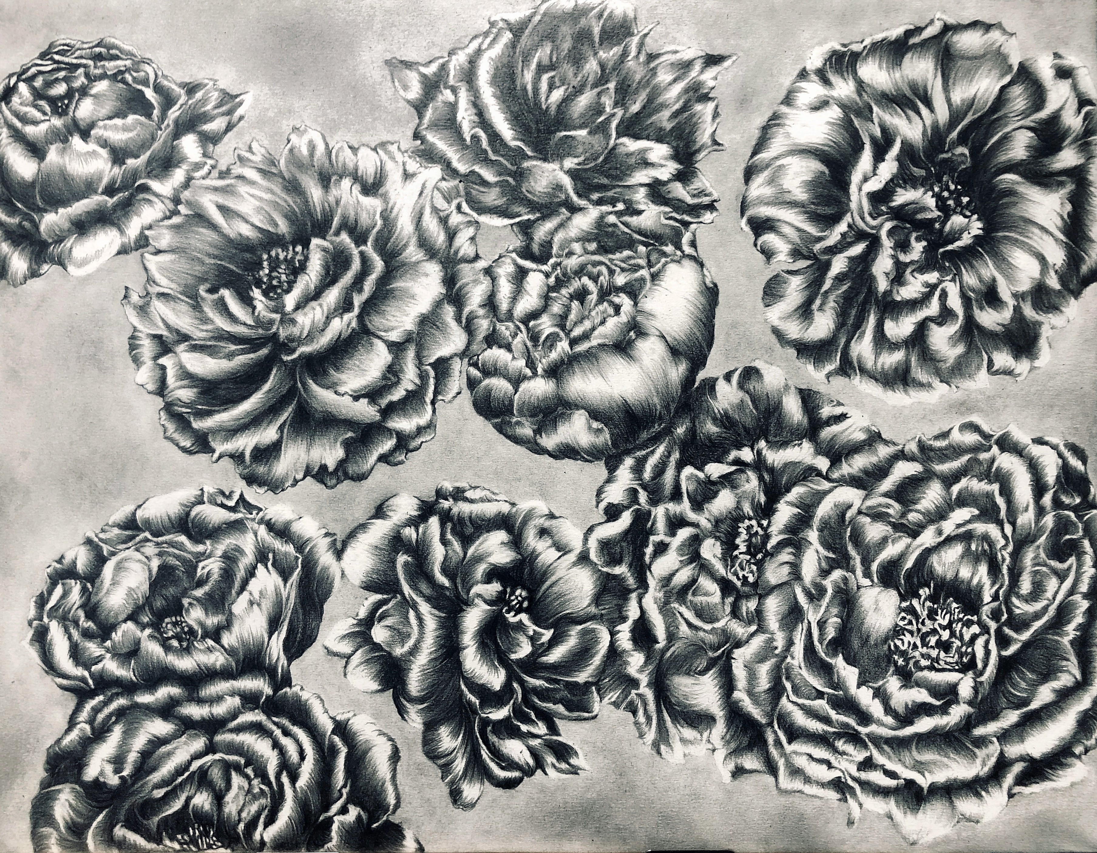 Tomo Sakurai, Peony Tomo Sakurai, Peony