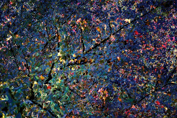 Hélène Hubert, Leaves to the Wind Hélène Hubert, Leaves to the Wind