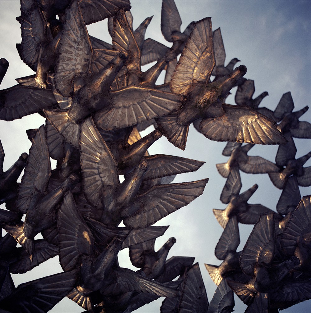 Mihaela Ivanova, Pigeons Mihaela Ivanova, Pigeons