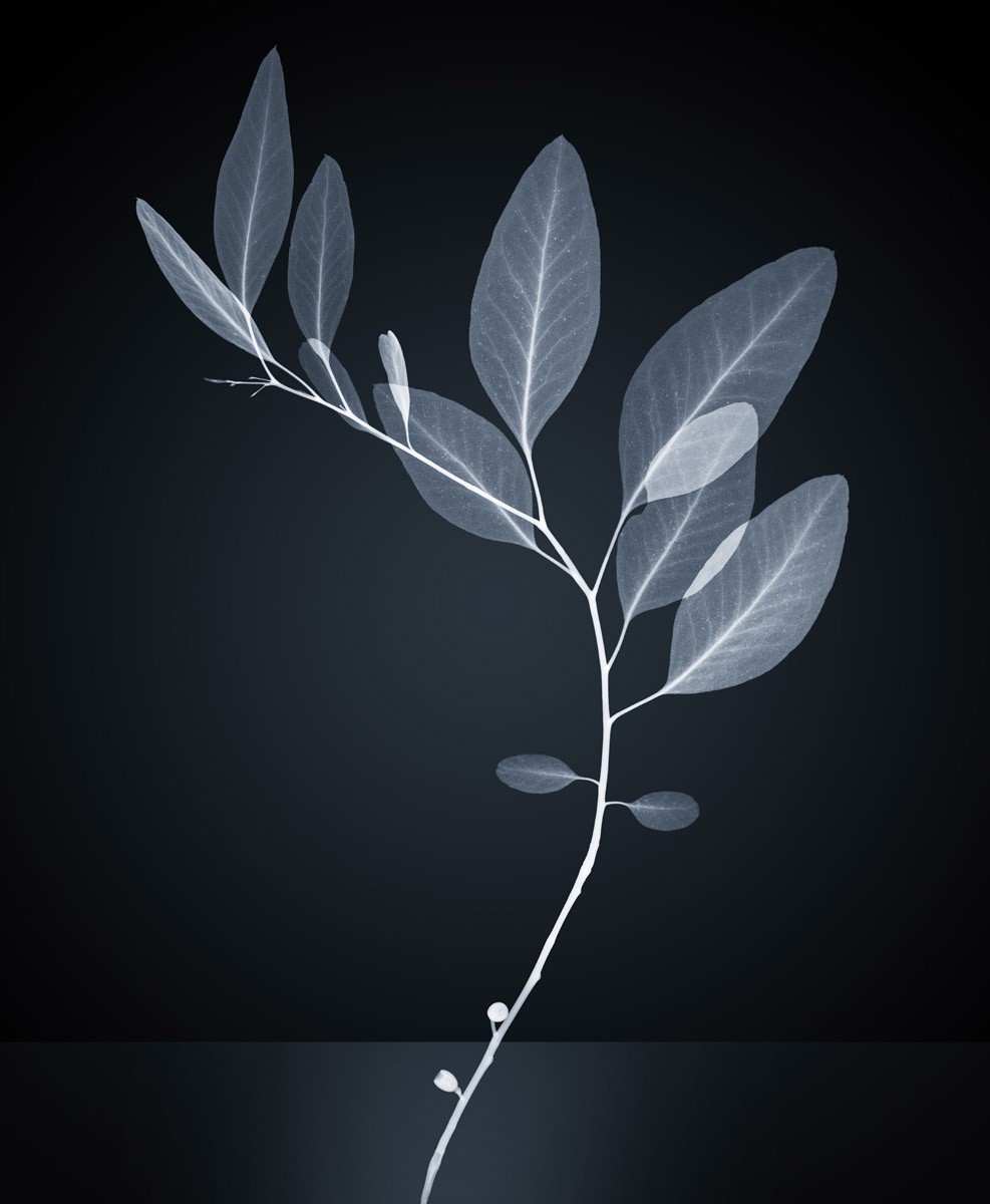Hugh Turvey, Healer X-Ray of Eucalyptus Plant Hugh Turvey, Healer X-Ray of Eucalyptus Plant