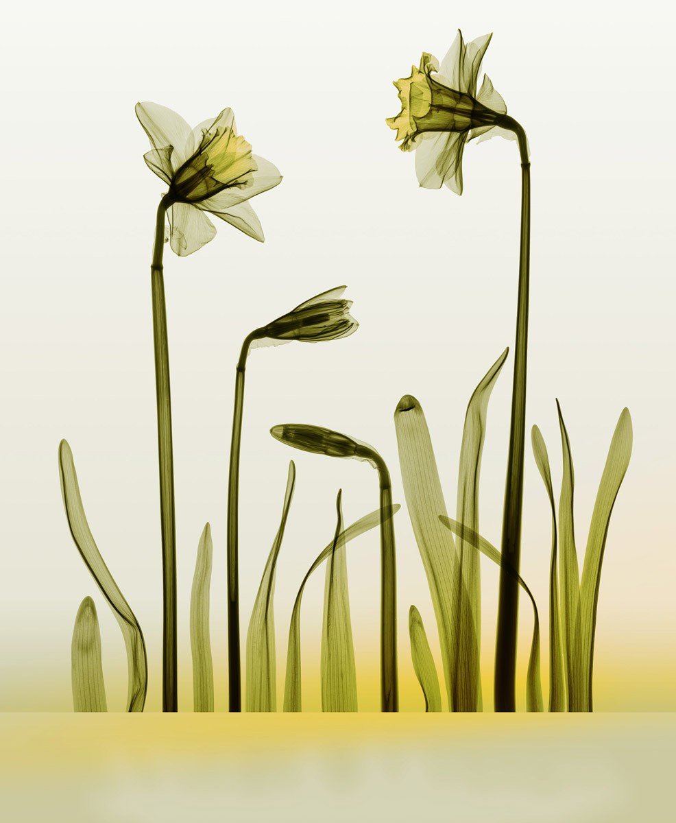 Hugh Turvey, Phototropic Xray Daffodil Flower Hugh Turvey, Phototropic Xray Daffodil Flower
