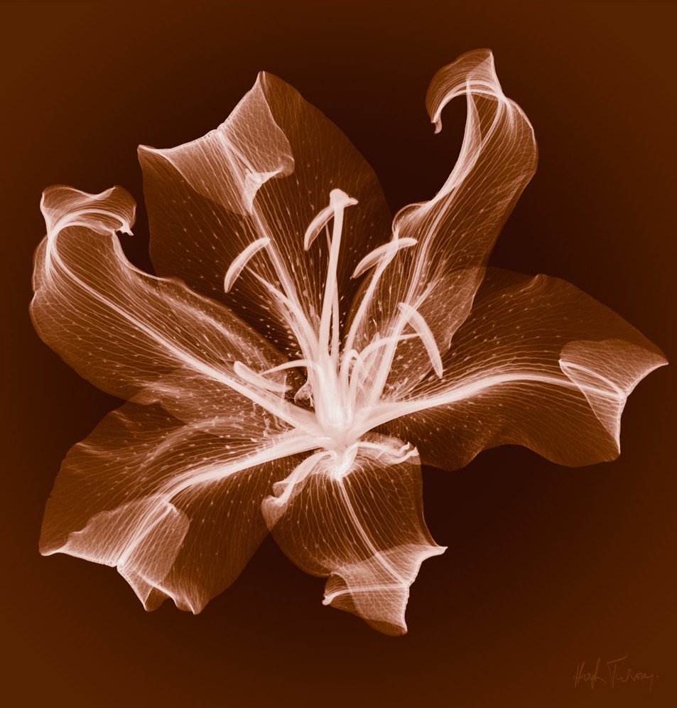 Hugh Turvey, Layne's Lily Hugh Turvey, Layne's Lily