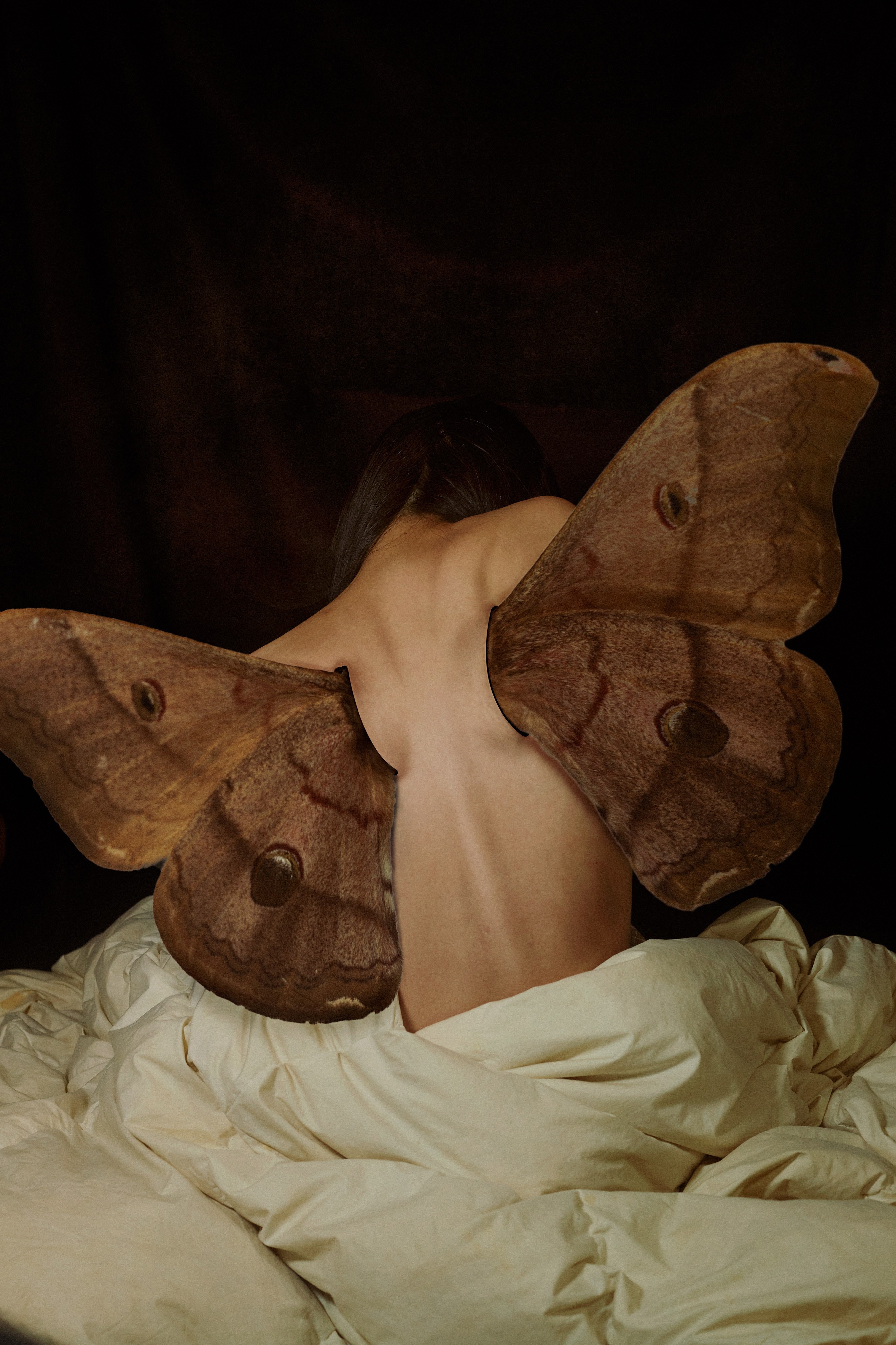 Feng Wang, Butterfly I Feng Wang, Butterfly I