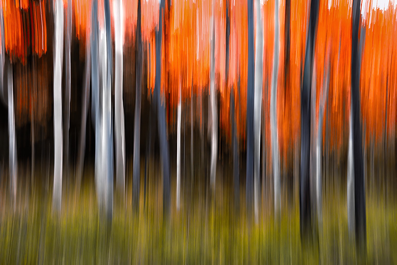 Alexia Rousse, Aspen Reds Alexia Rousse, Aspen Reds