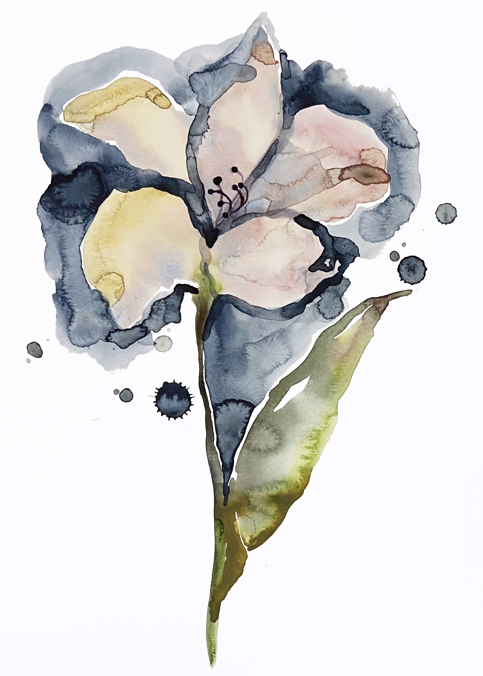 Elizabeth Becker, Lily No. 12 Elizabeth Becker, Lily No. 12