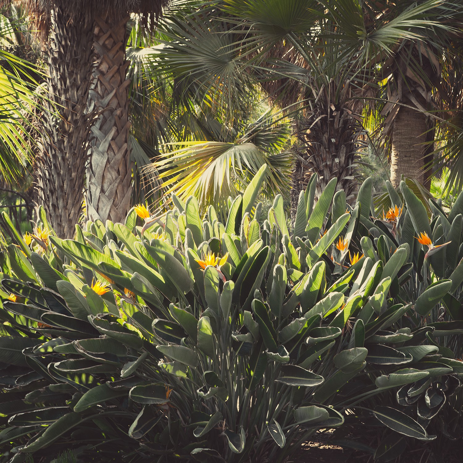 Heike Bohnstengel, Bird of Paradise, LA Heike Bohnstengel, Bird of Paradise, LA