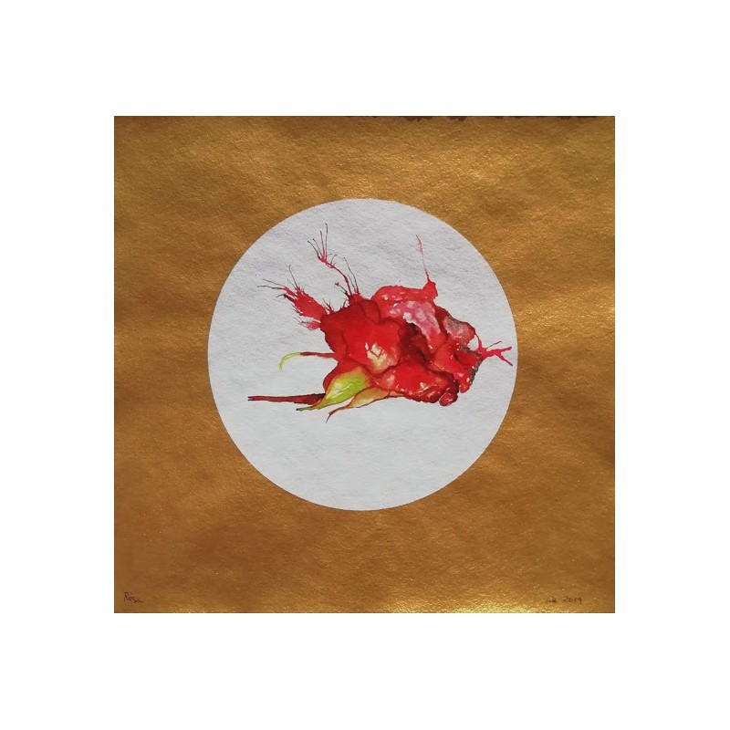 Aurembaix Sabaté, Rosa Aurembaix Sabaté, Rosa