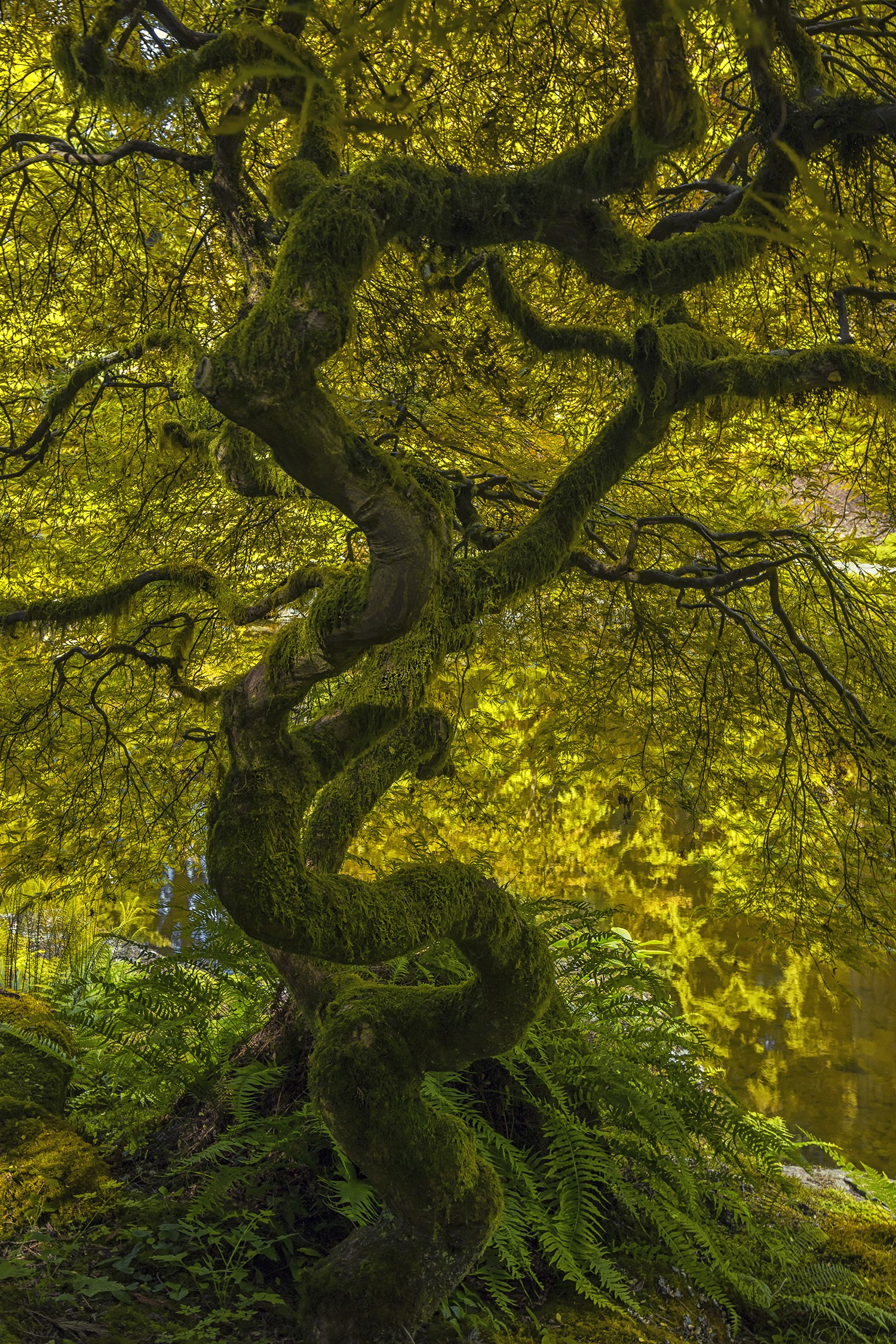 Alexia Rousse, Maple Alexia Rousse, Maple