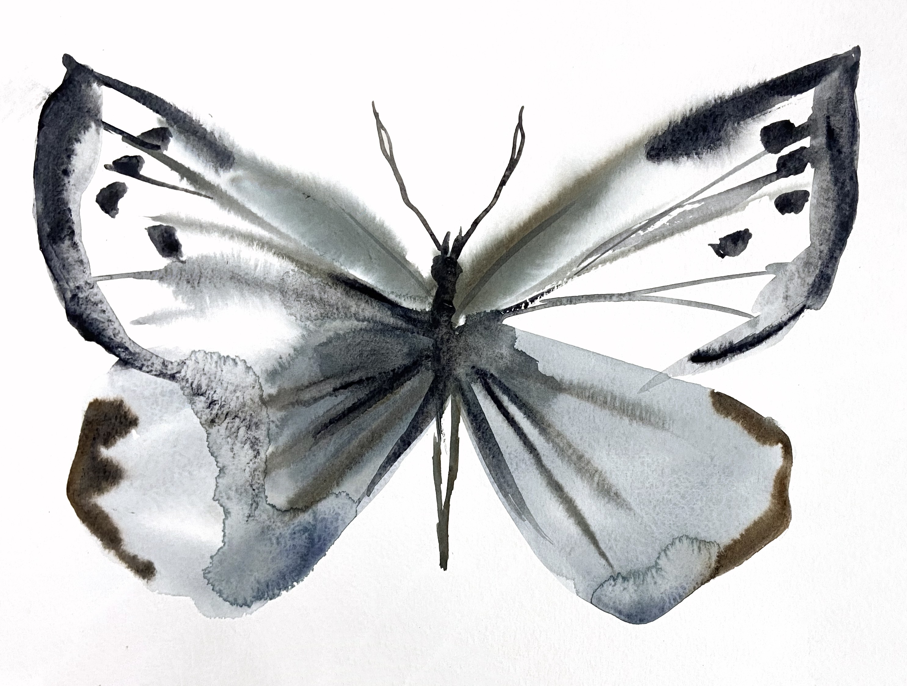 Elizabeth Becker, Butterfly Study No. 2 Elizabeth Becker, Butterfly Study No. 2