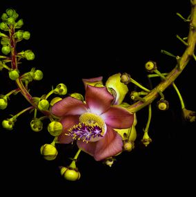 The rarest flower