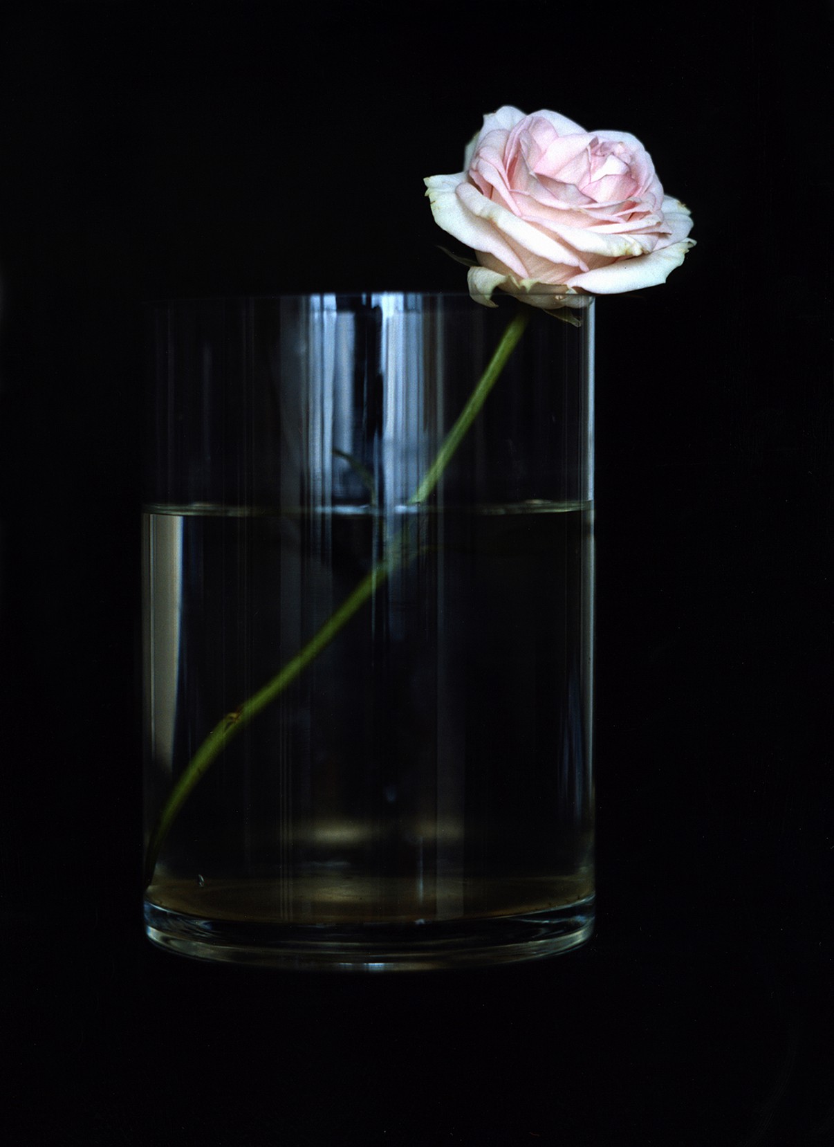 Michael James O'Brien, One Pink Rose, n.d. Michael James O'Brien, One Pink Rose, n.d.