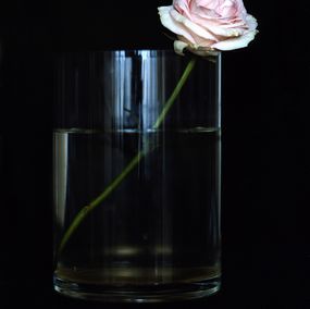 Fotografien, One Pink Rose, n.d., Michael James O'Brien