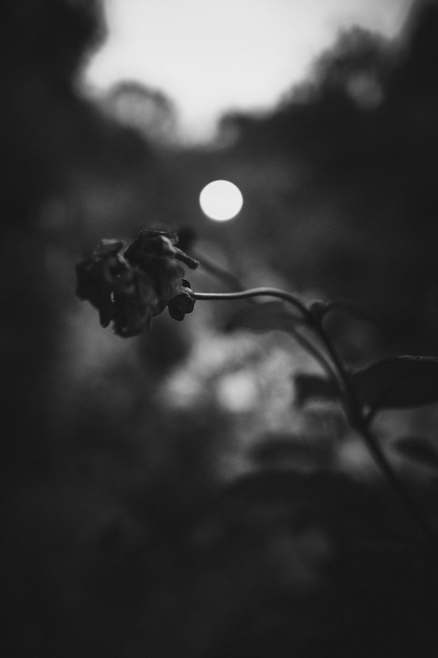 Shulan Wang, Have a soft dream with the moon Shulan Wang, Have a soft dream with the moon