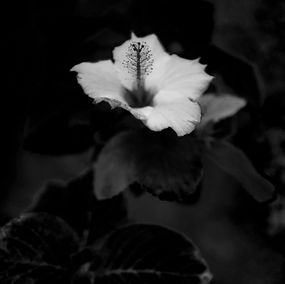 Fotografien, Breathe silently, Shulan Wang