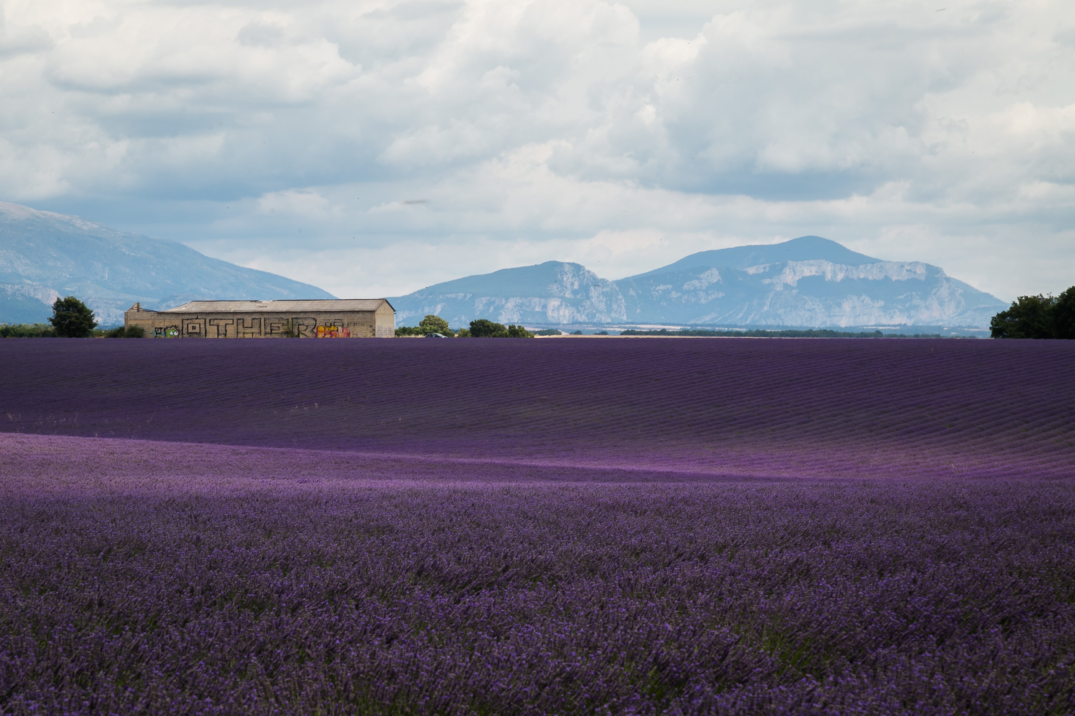 Shengqi Tang, Plateau de Valensole I Shengqi Tang, Plateau de Valensole I