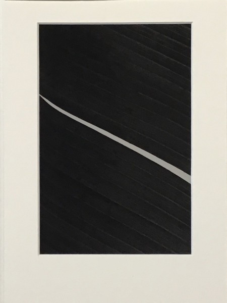 Ed Reddon, Banana leaves #7 Ed Reddon, Banana leaves #7