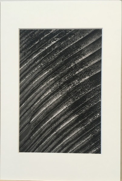 Ed Reddon, Banana leaves #14 Ed Reddon, Banana leaves #14