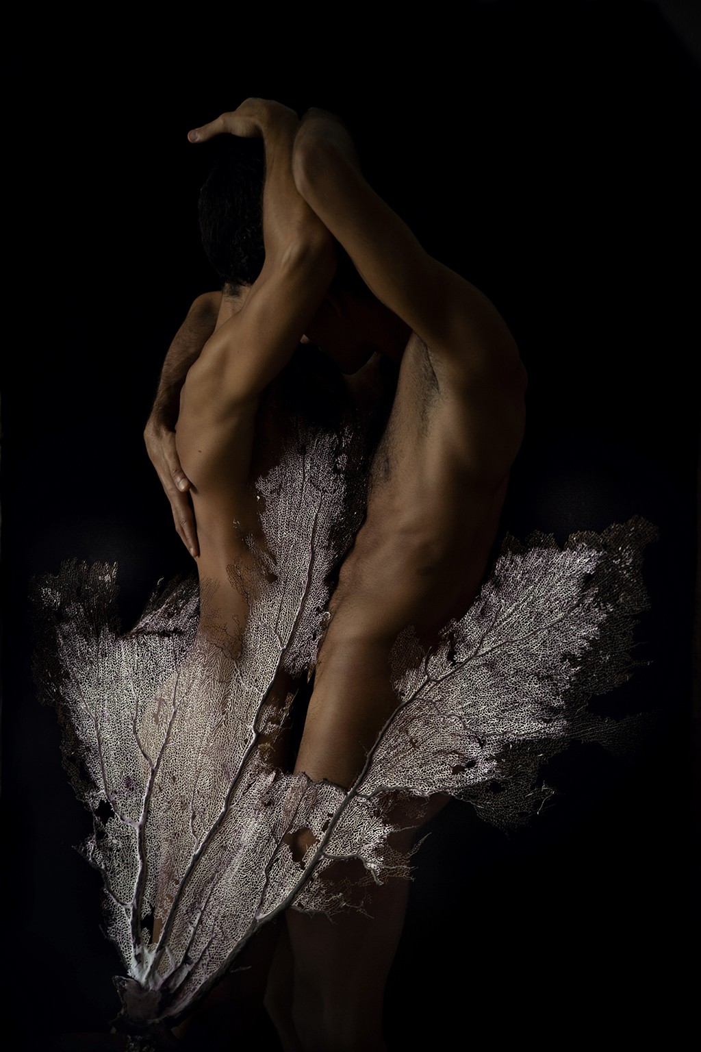 Ricky Cohete, Coral. From the Viva series. Ricky Cohete, Coral. From the Viva series.