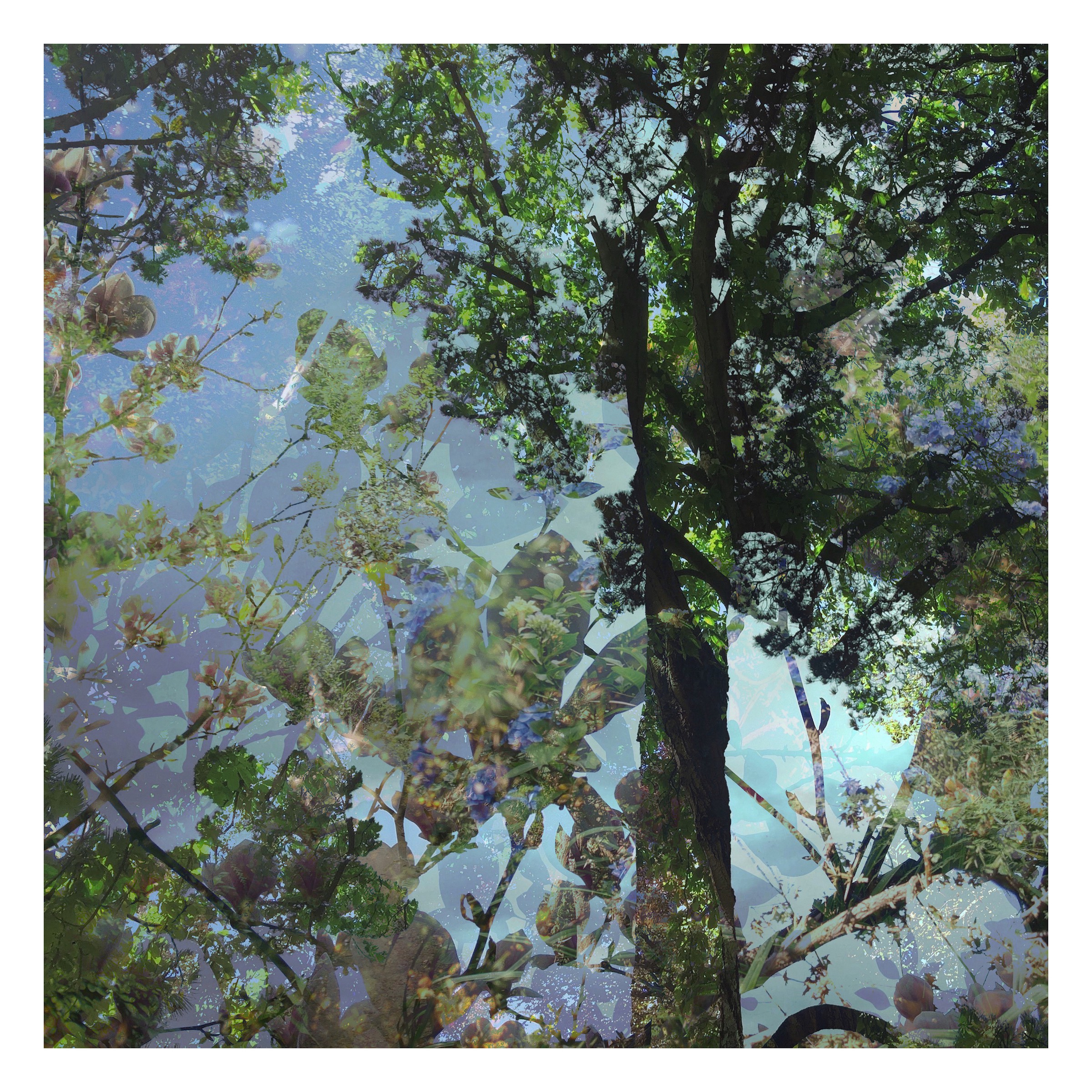 Nicolas Le Beuan Bénic, L'arbre Bleu Nicolas Le Beuan Bénic, L'arbre Bleu