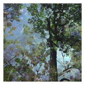 Photography, L'arbre Bleu, Nicolas Le Beuan Bénic