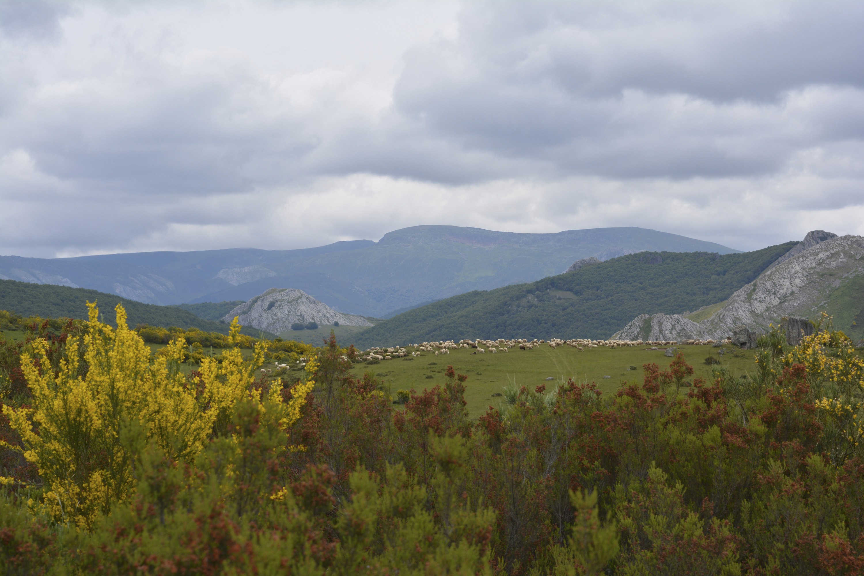 Mario Pascual Cámara, The Mountains With The Sheep Mario Pascual Cámara, The Mountains With The Sheep