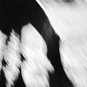 Photography, Shadowfax, Mihaela Ivanova