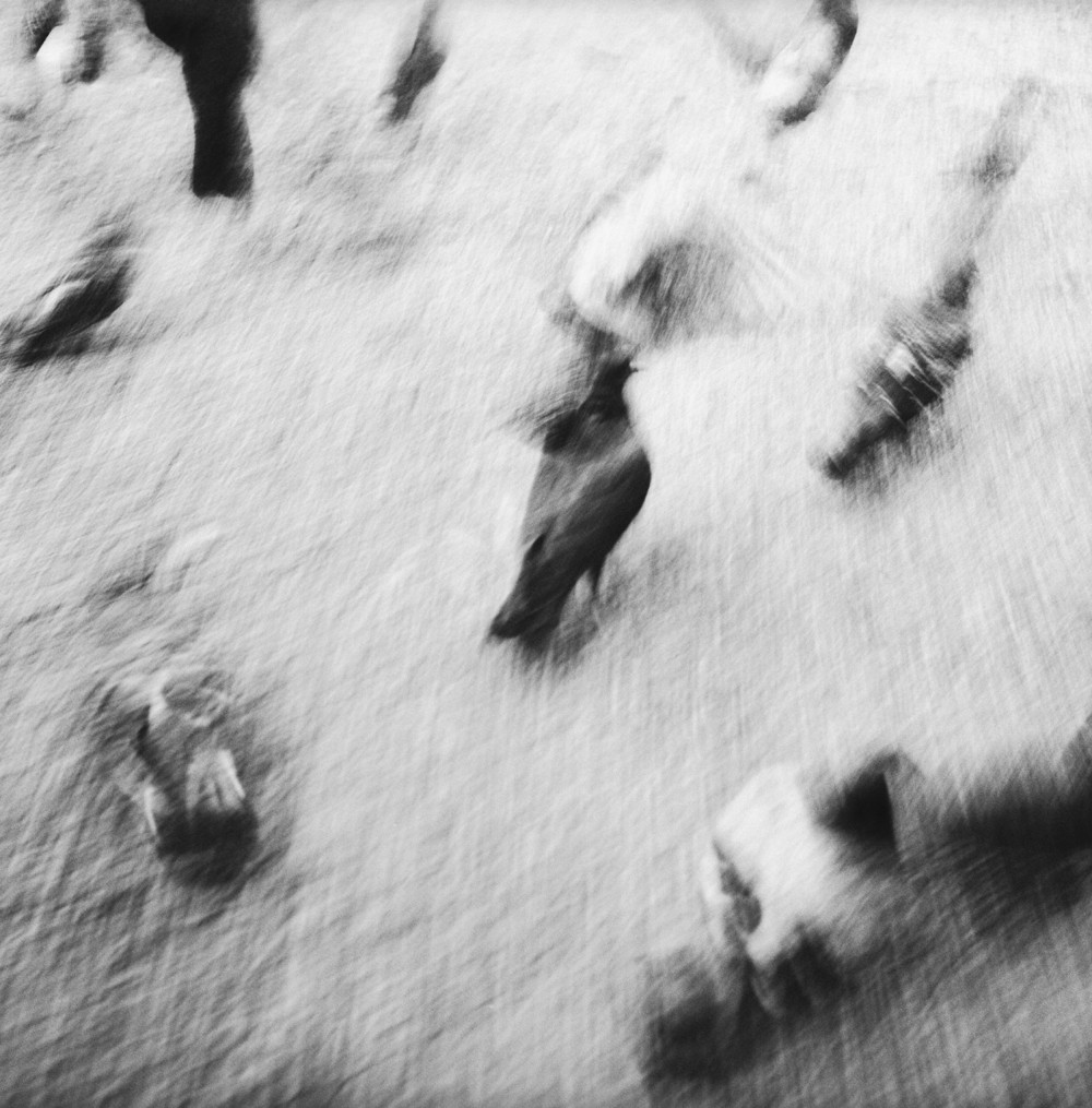 Mihaela Ivanova, Birds Mihaela Ivanova, Birds