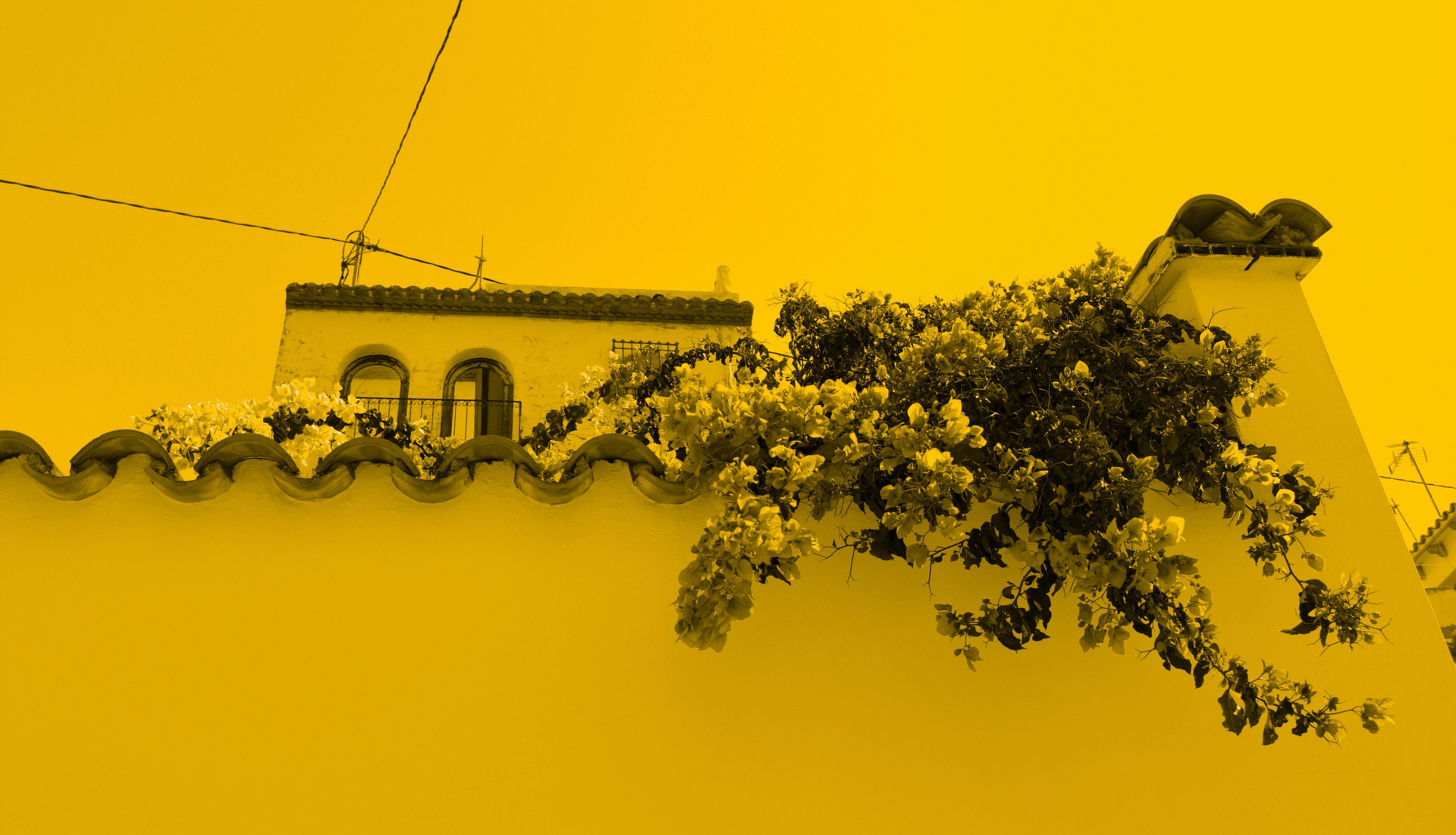 Mario Pascual Cámara, Yellow Mario Pascual Cámara, Yellow