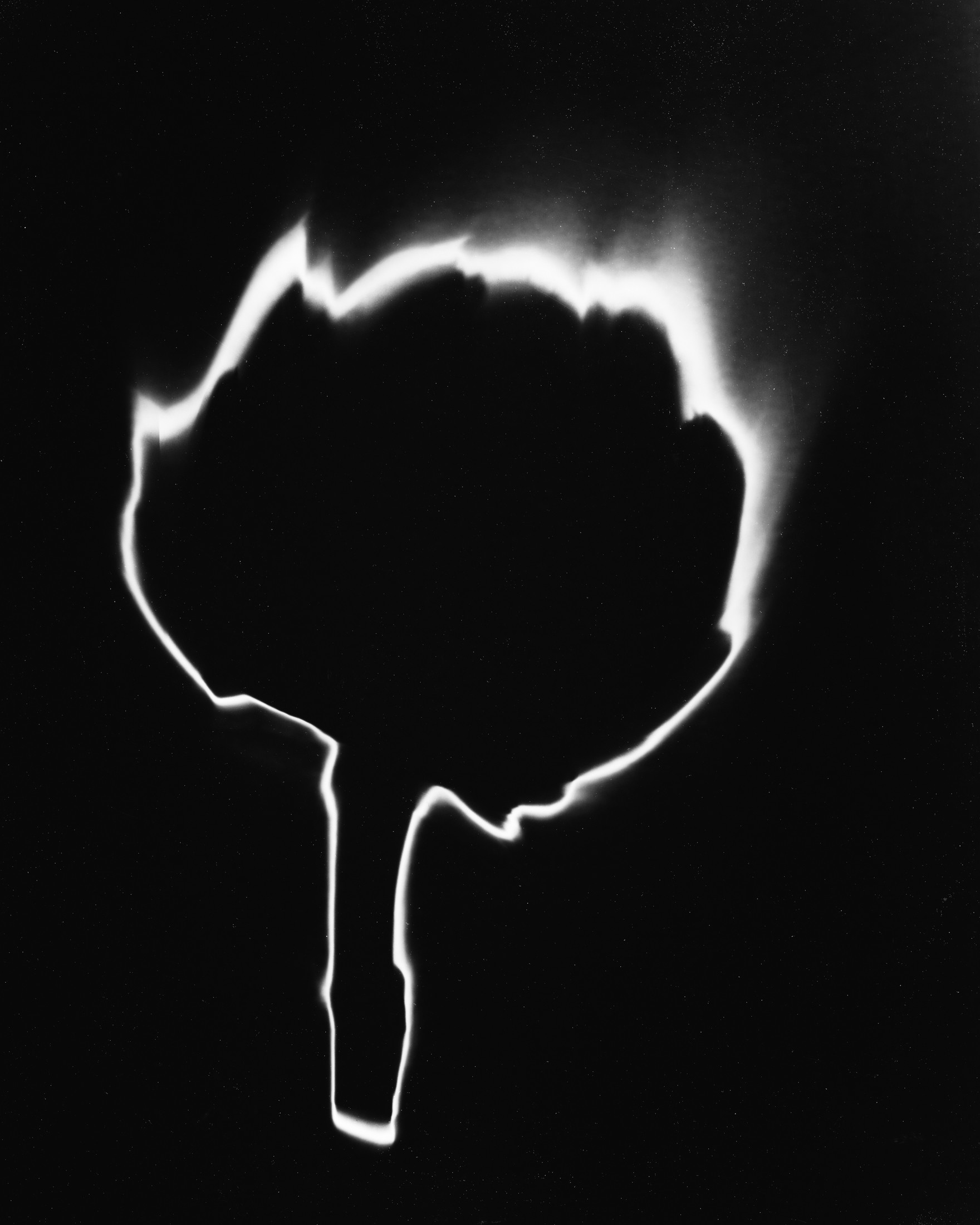 Shine Huang, Artichoke II Shine Huang, Artichoke II