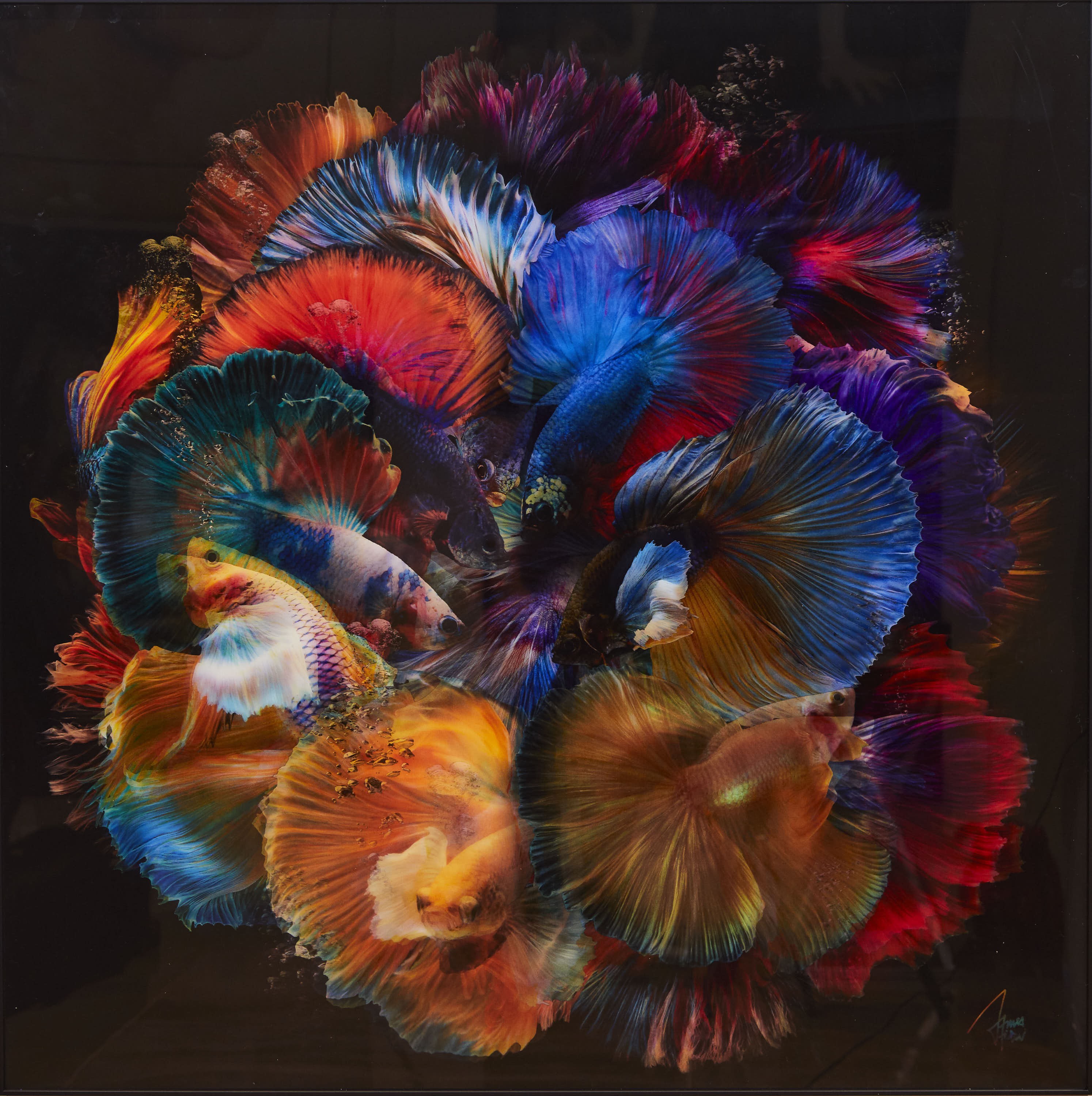 James Chiew, Beta fishes 3d James Chiew, Beta fishes 3d