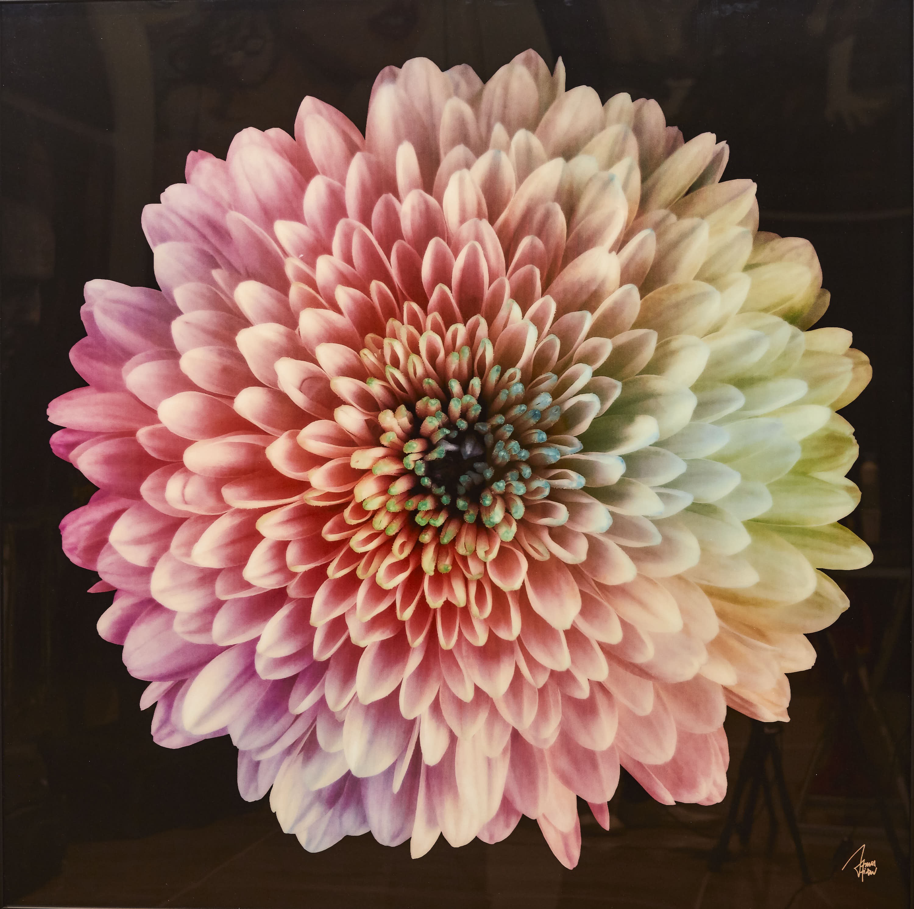 James Chiew, Hana dahlia flower James Chiew, Hana dahlia flower