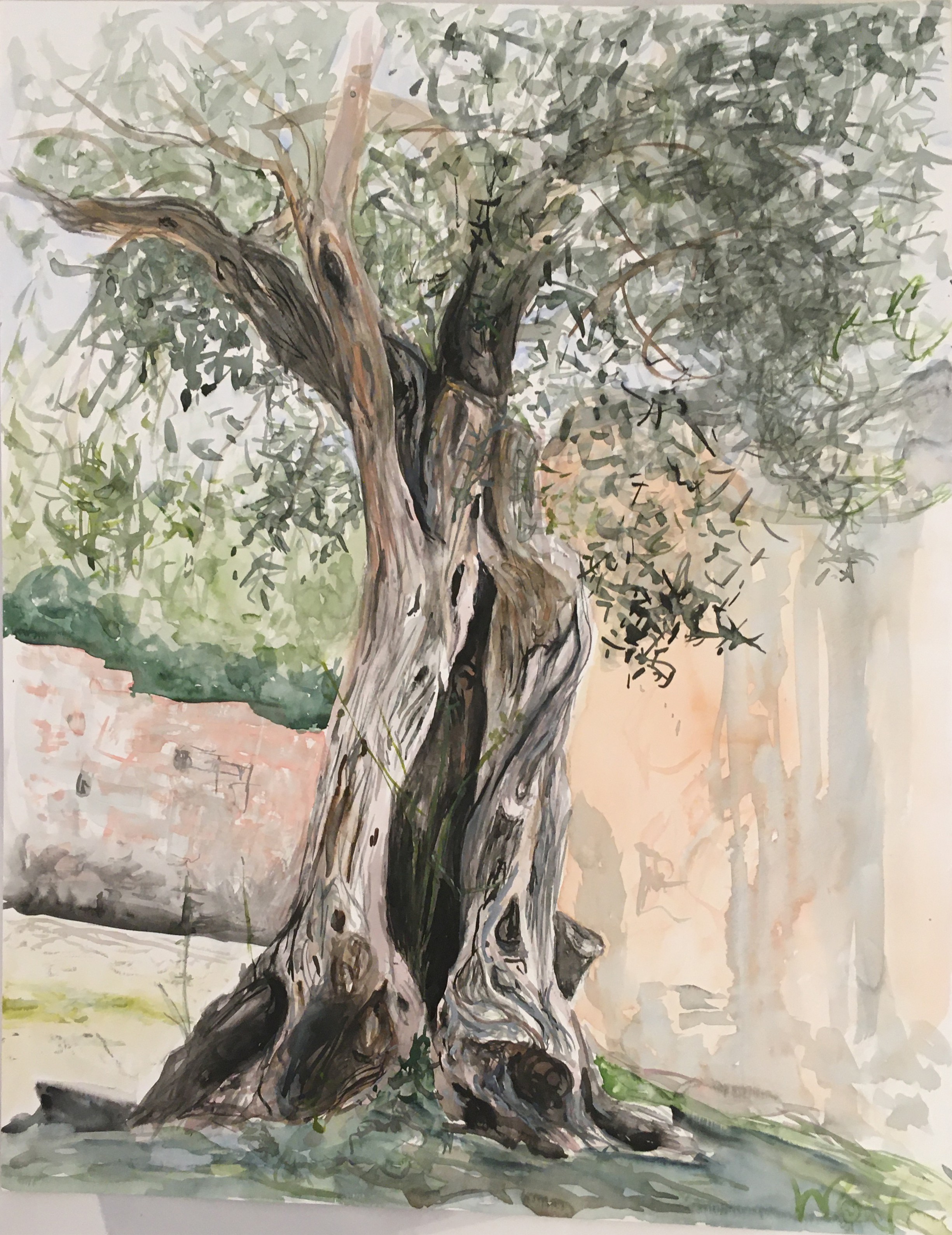 Kristina Viera Wolf, Oliviers - Sardaigne Kristina Viera Wolf, Oliviers - Sardaigne