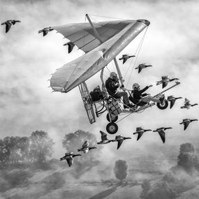 Photographie, L.In the sky with gooses, Fabrice Dimier