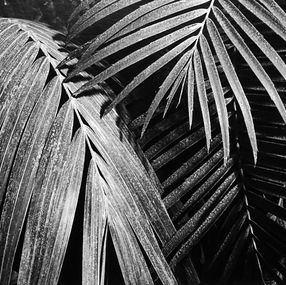 Photography, Coffret Garden 2 - Tiré à part # 1, Jörg Krichbaum