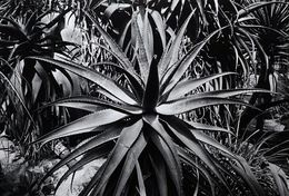 Photography, Coffret Garden 2 - Tiré à part # 2, Jörg Krichbaum