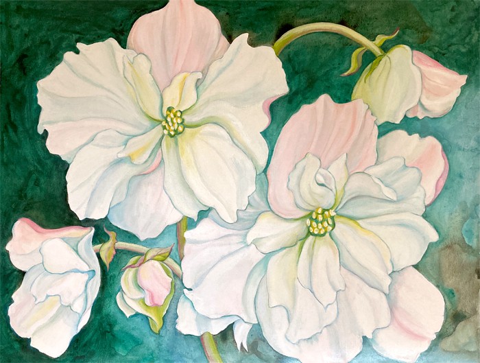 Kathleen Ney, White Begonias Kathleen Ney, White Begonias