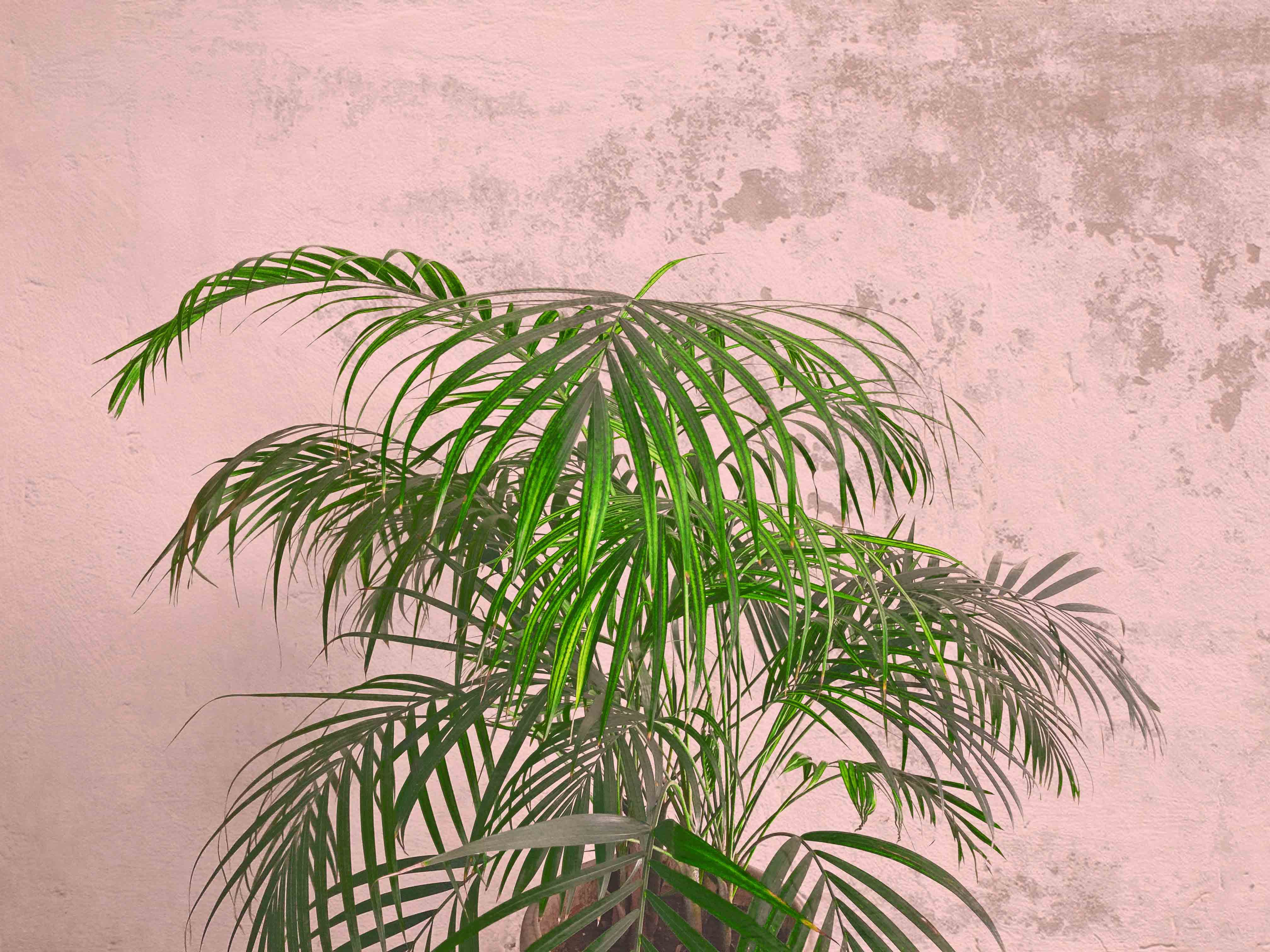Sumit Mehndiratta, Pink Walls Sumit Mehndiratta, Pink Walls