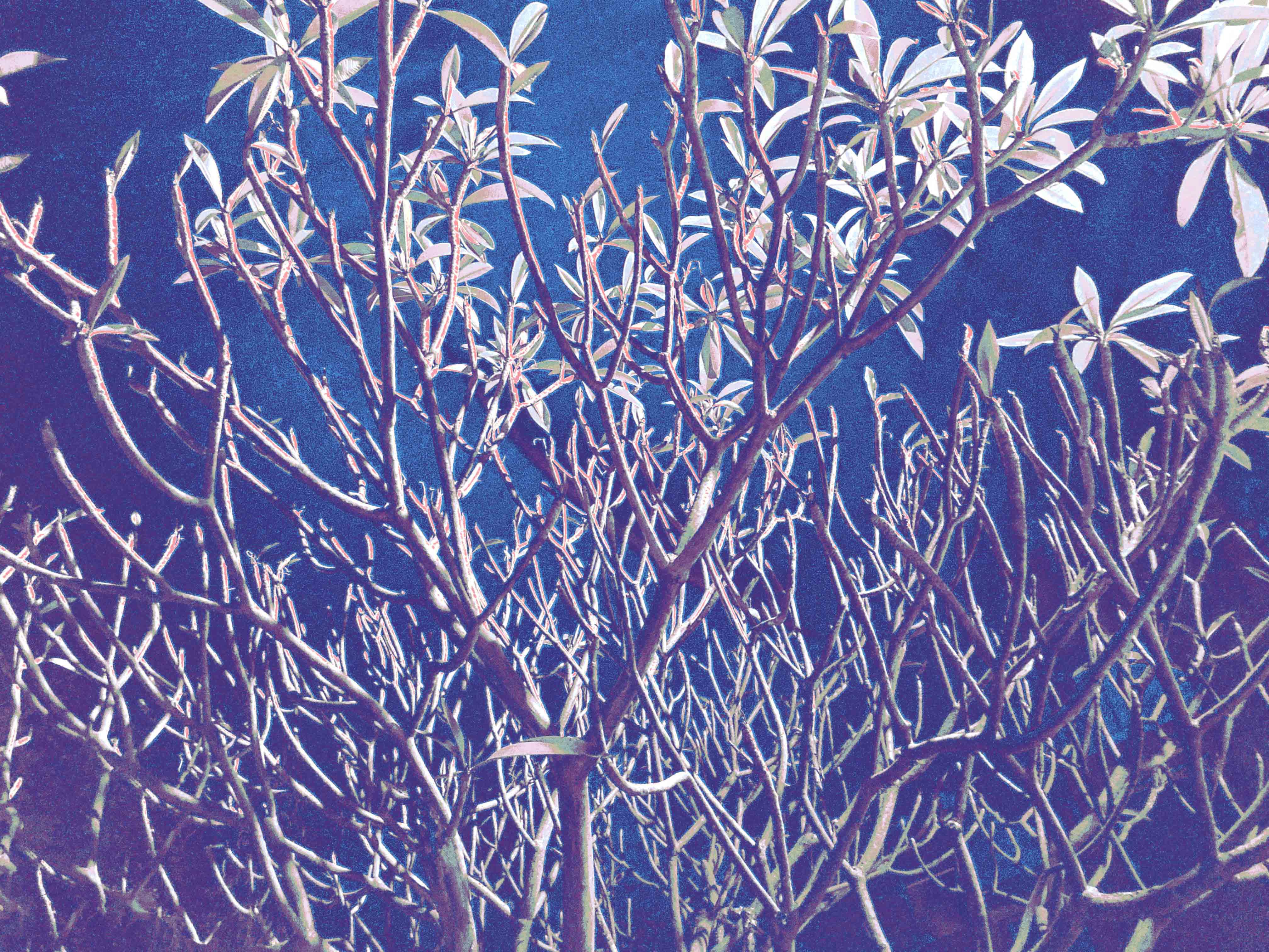 Sumit Mehndiratta, Urban Jungle Sumit Mehndiratta, Urban Jungle