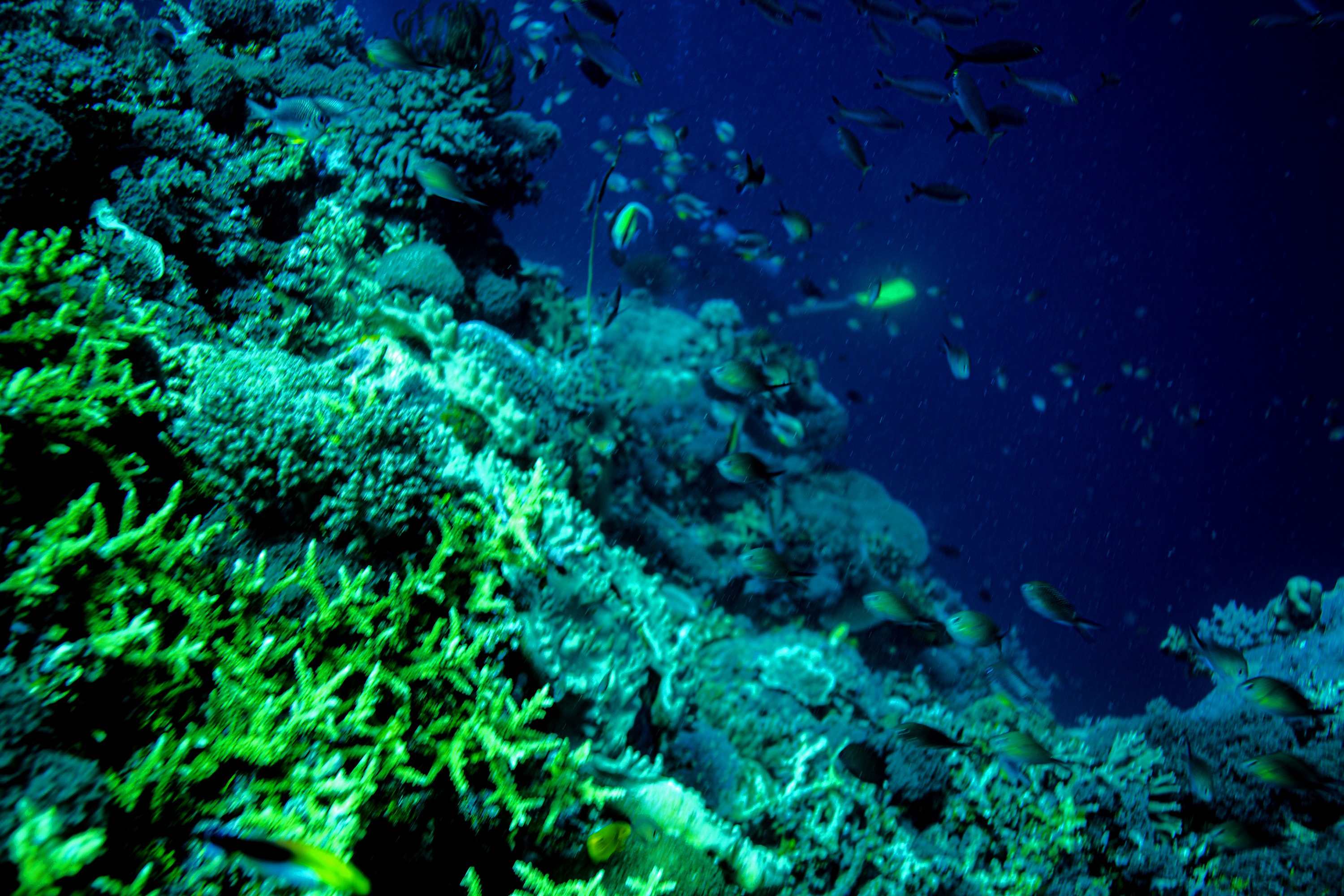 Anthony Horth, Coral Sea Conservation Adventure Anthony Horth, Coral Sea Conservation Adventure