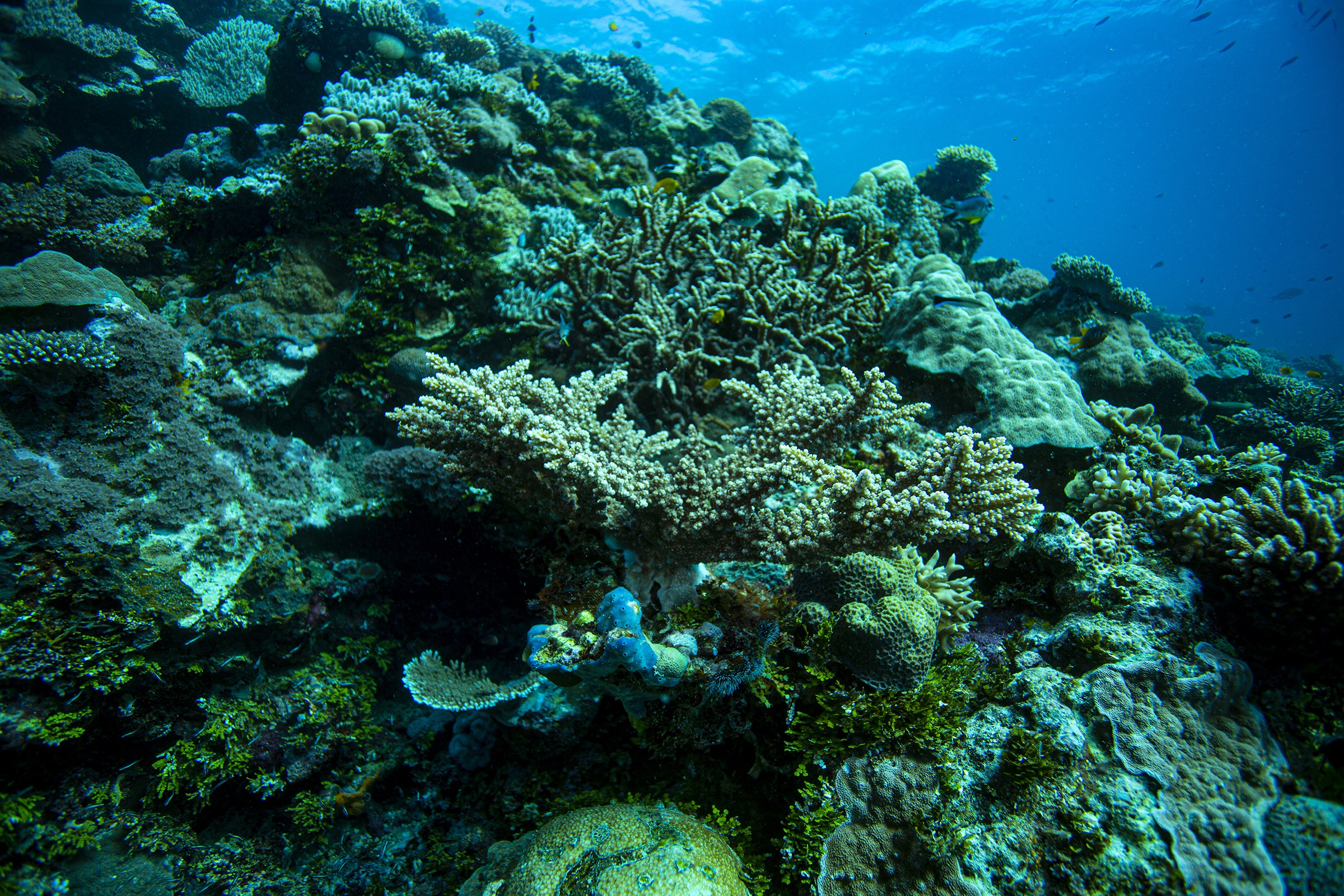 Anthony Horth, Coral Sea Conservation Underwater Anthony Horth, Coral Sea Conservation Underwater
