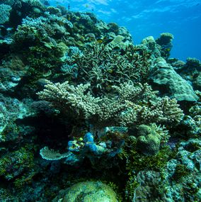 Fotografía, Coral Sea Conservation Underwater, Anthony Horth