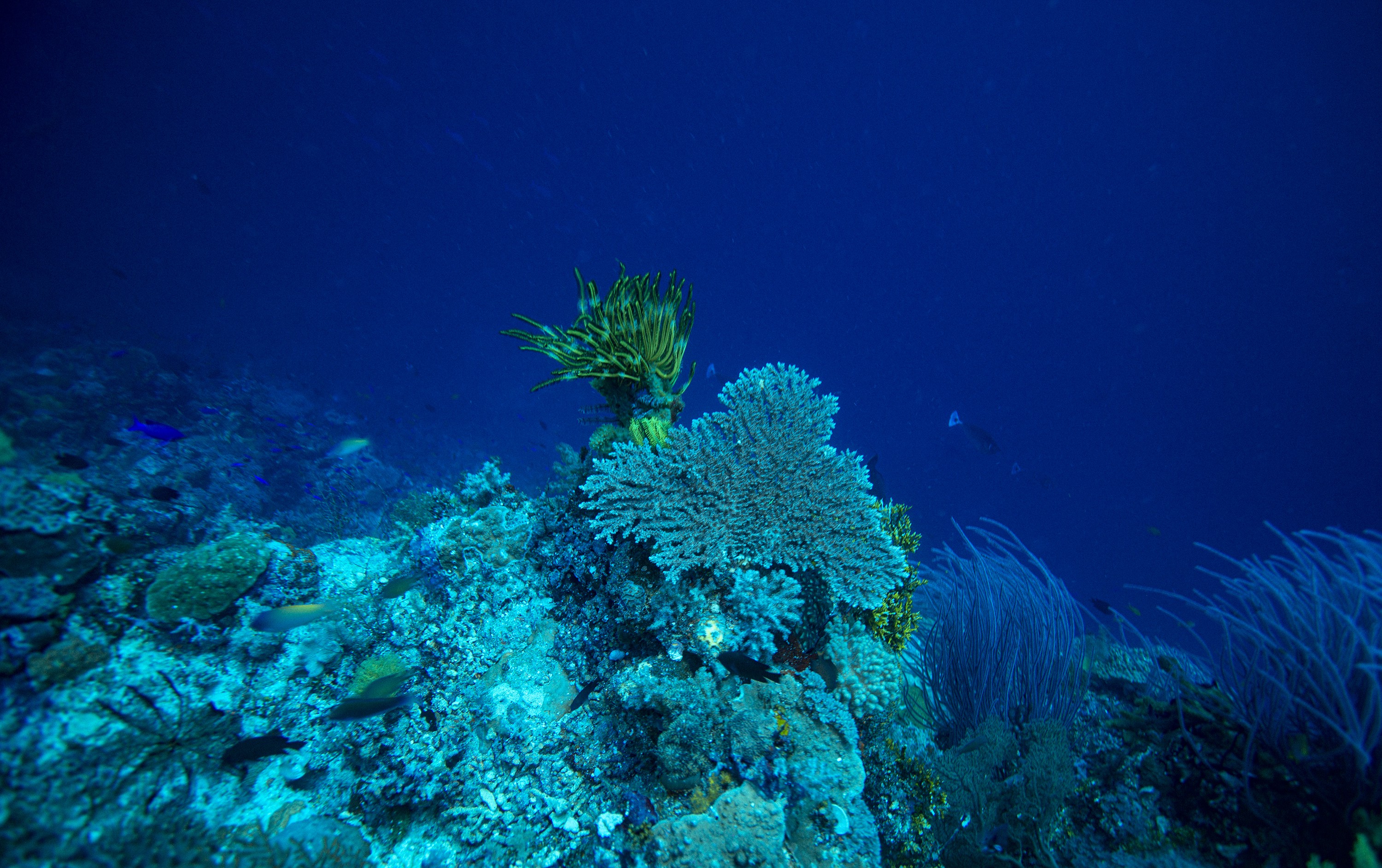 Anthony Horth, Coral Sea Conservation Underwater Garden Anthony Horth, Coral Sea Conservation Underwater Garden