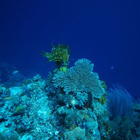 Photography, Coral Sea Conservation Underwater Garden, Anthony Horth
