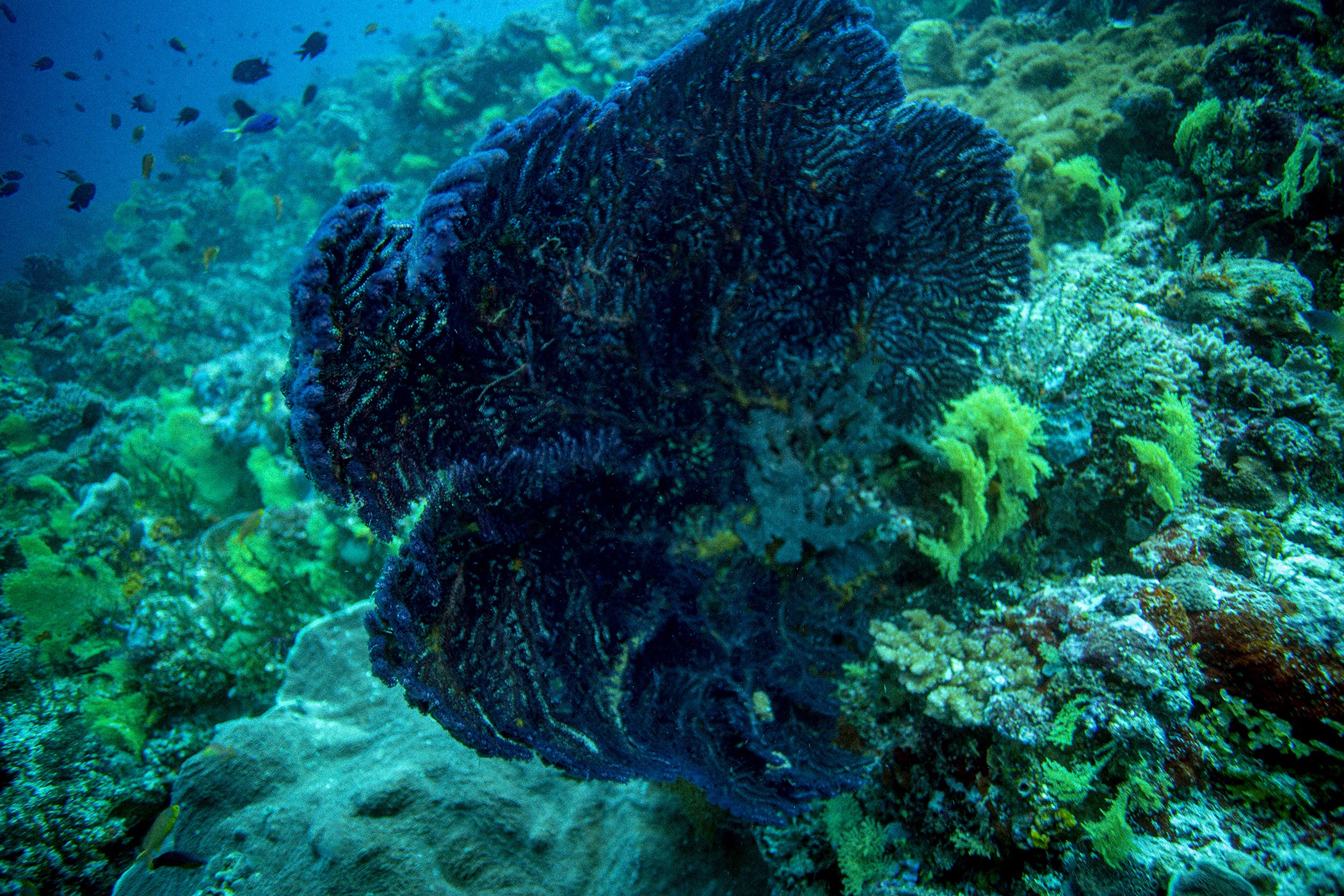 Anthony Horth, Blue Fan Coral Sea Anthony Horth, Blue Fan Coral Sea