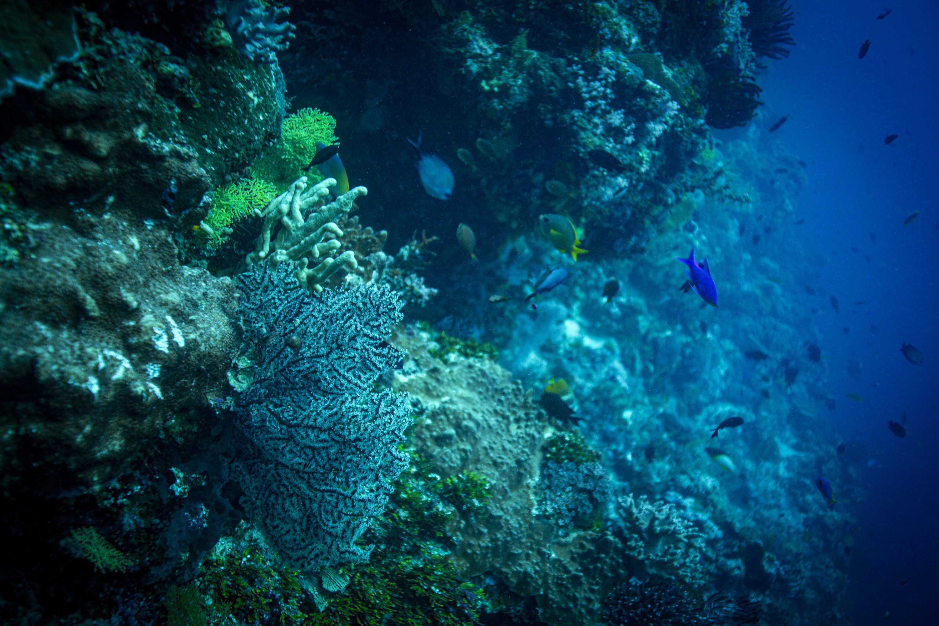 Anthony Horth, Coral Sea Fan Coral Anthony Horth, Coral Sea Fan Coral