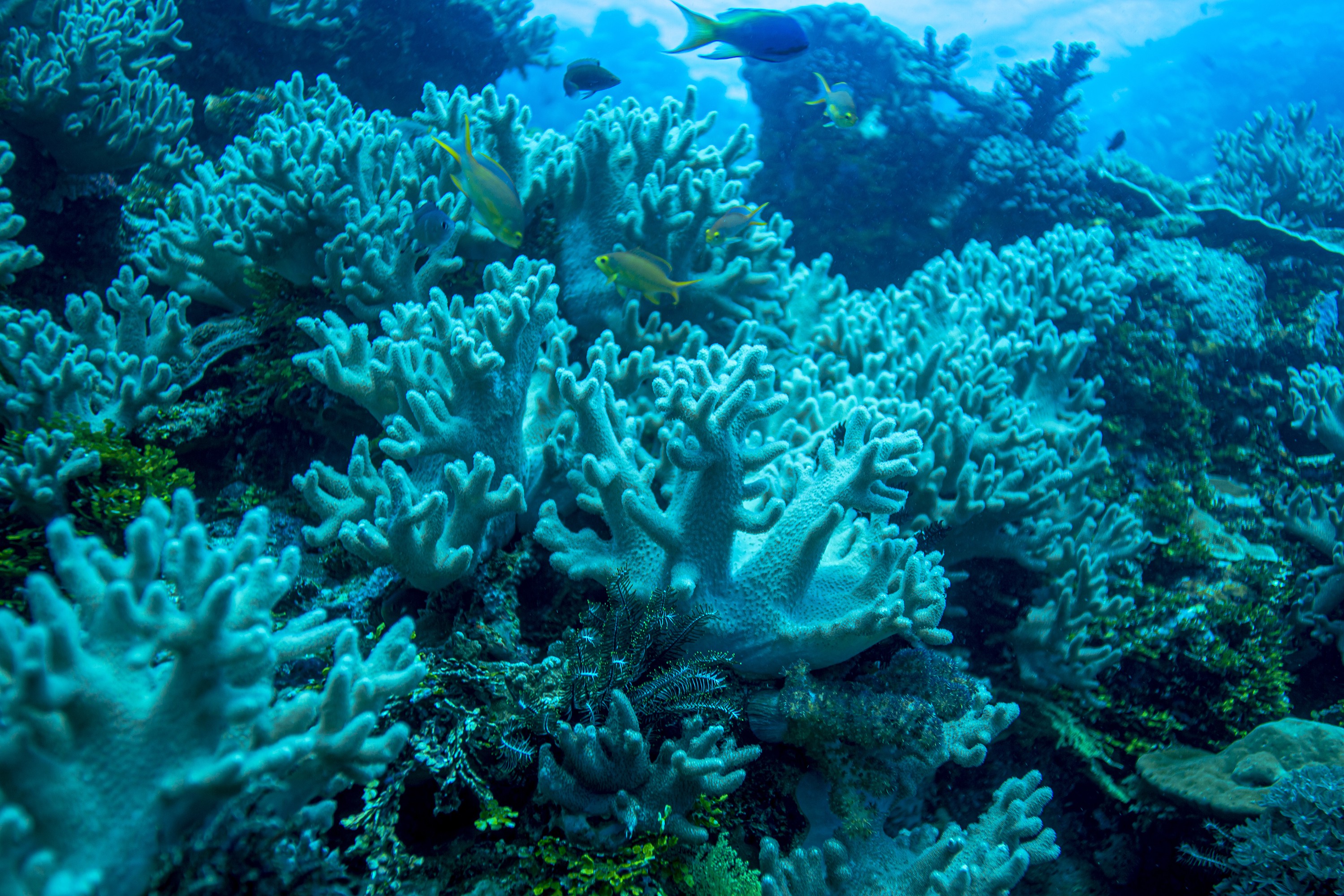 Anthony Horth, Underwater Coral Sea Forest Anthony Horth, Underwater Coral Sea Forest